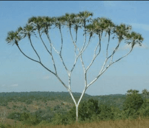 Code Smell 137 - Inheritance Tree Too Deep